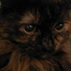 Meet your Posher, Dianna